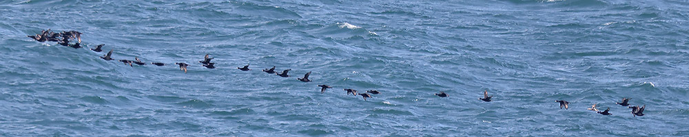 Common scoter and teal